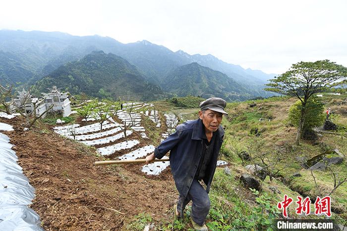 近日,重庆彭水苗族土家族自治县河坝村的村民在当地青脆李基地打工干农活。据悉,为确保周边村民持续稳定增收,该基地除了种植青脆李外,2020年继续种植中药材600亩。 该基地负责人之一聂海燕为记者算起了“脱贫账”。2400亩基地土地流转费每年共为农户增收36万元人民币,林下种植和果树管理用工基本由当地农户组成,尤其以贫困户为主,全年用工2万余人次,这又为农户带来劳务收入120万元人民币。基地带动两个村贫困户162户、600余人脱贫致富,发挥了产业扶贫的优势作用。<a target='_blank' href='http://www.chinanews.com/'>中新社</a>记者 陈超 摄 近日,重庆彭水苗族土家族自治县河坝村的村民在当地青脆李基地打工干农活。据悉,为确保周边村民持续稳定增收,该基地除了种植青脆李外,2020年继续种植中药材600亩。 该基地负责人之一聂海燕为记者算起了“脱贫账”。2400亩基地土地流转费每年共为农户增收36万元人民币,林下种植和果树管理用工基本由当地农户组成,尤其以贫困户为主,全年用工2万余人次,这又为农户带来劳务收入120万元人民币。基地带动两个村贫困户162户、600余人脱贫致富,发挥了产业扶贫的优势作用。<a target='_blank' href='http://www.chinanews.com/'>中新社</a>记者 陈超 摄